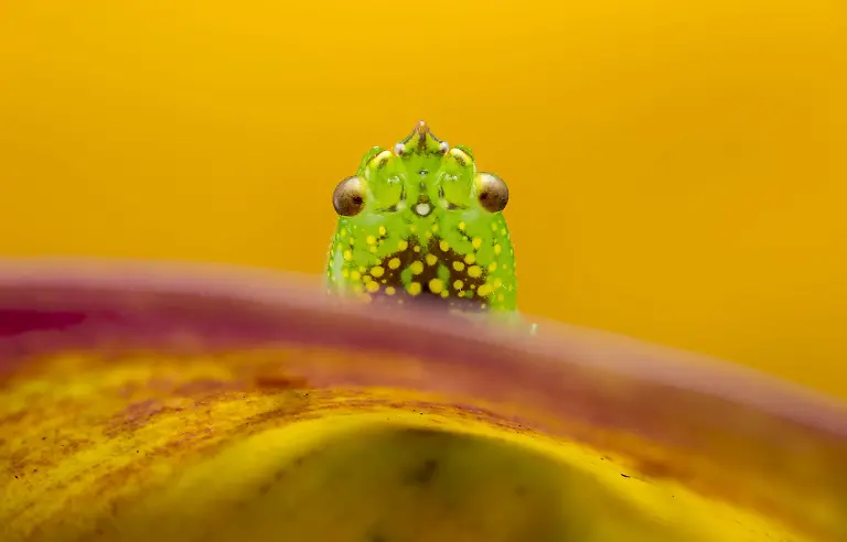 Katydid Portrait, by Laurent Hesemans, The Nature Photography Contest 2025 Macrophotography Finalist